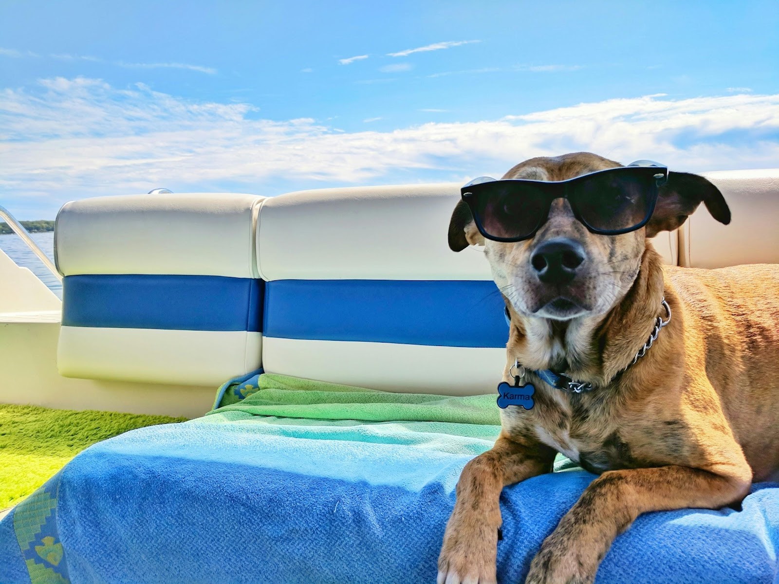 Pet-Friendly Travel Tips: Best Places and Activities in the US and Singapore