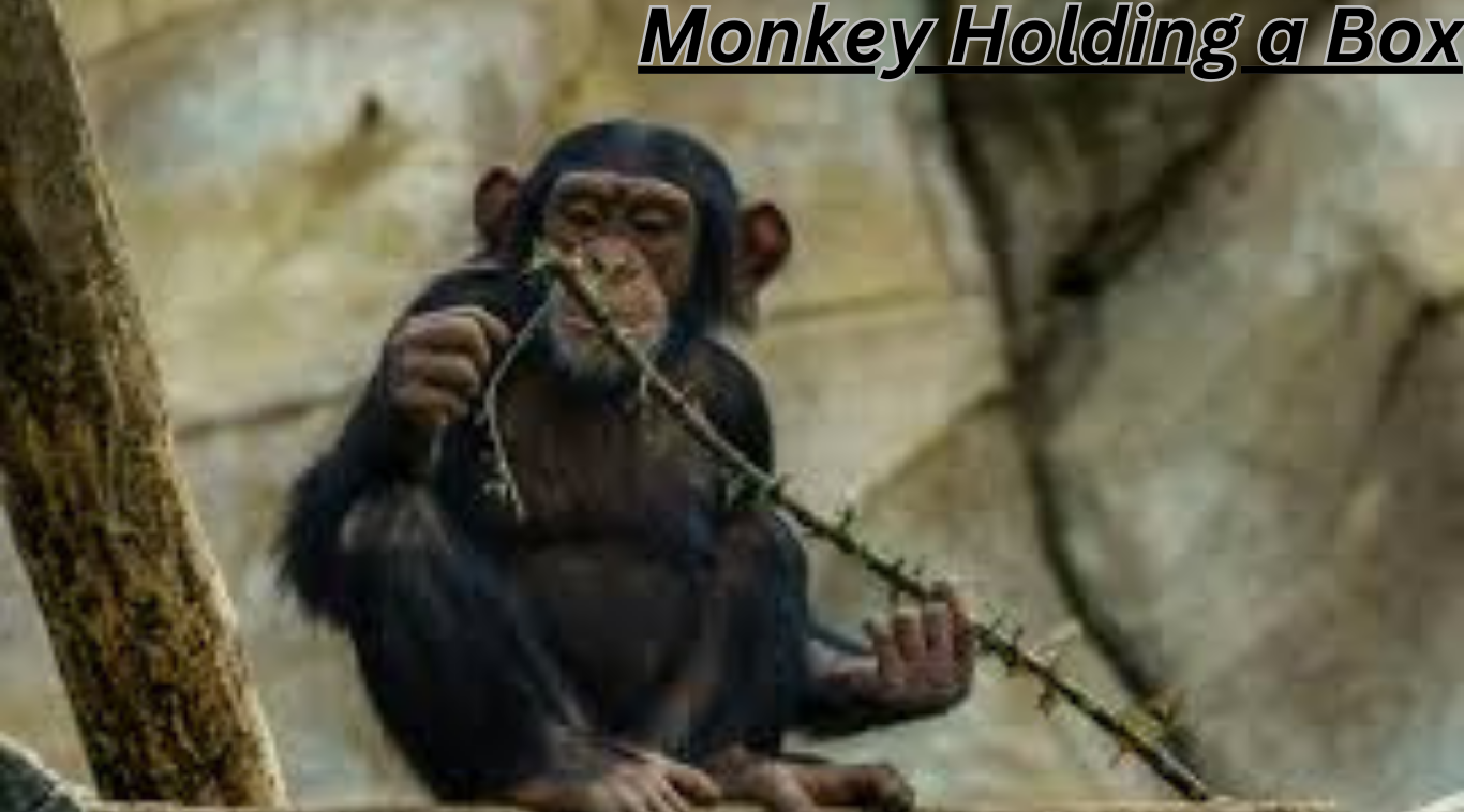 Monkey Holding a Box