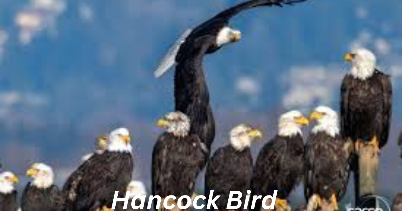 Hancock Bird