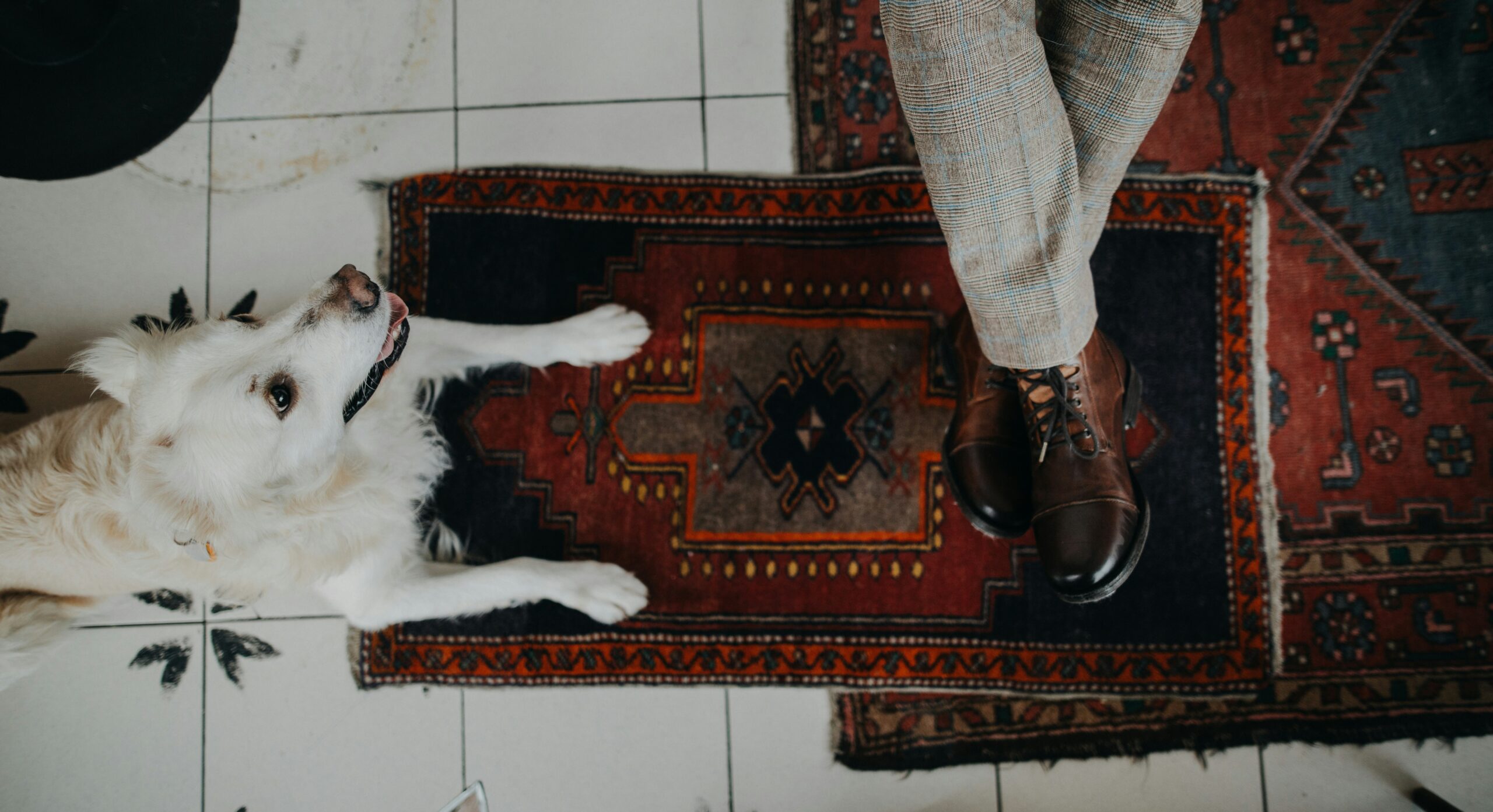 Pet Owners’ Guide to Keeping Your Carpets and Upholstery Clean