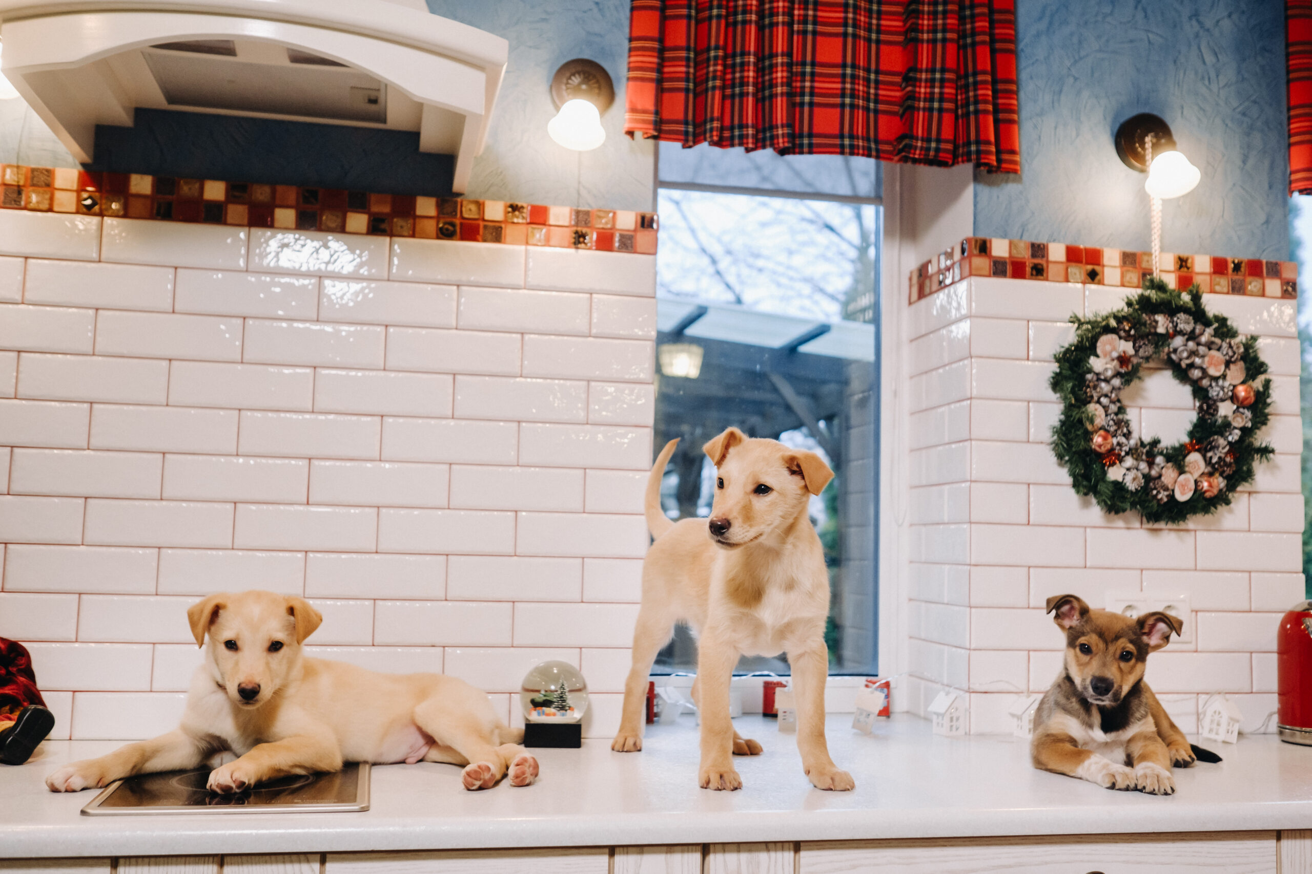 Dog Hotel vs. Dog Daycare