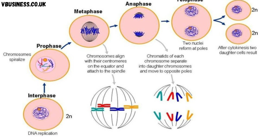 Ultron Interphase Understanding the Interphase Diagram - Vbusiness
